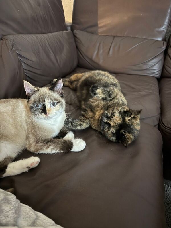 British Shorthair kittens for sale in Ilford, Greater London – 3 months old