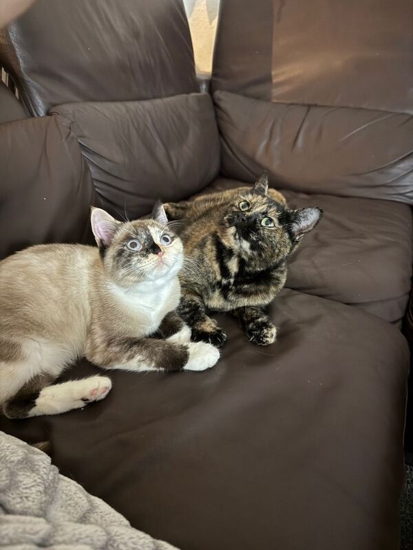 British Shorthair kittens for sale in Ilford, London – 3 months old - Image 2 of 3