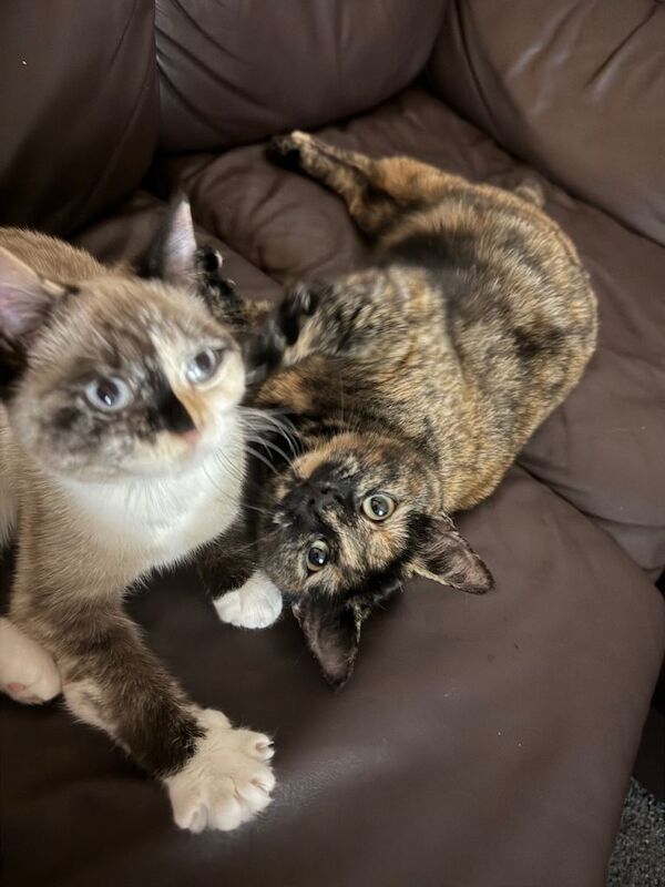 British Shorthair kittens for sale in Ilford, London – 3 months old - Image 3 of 3