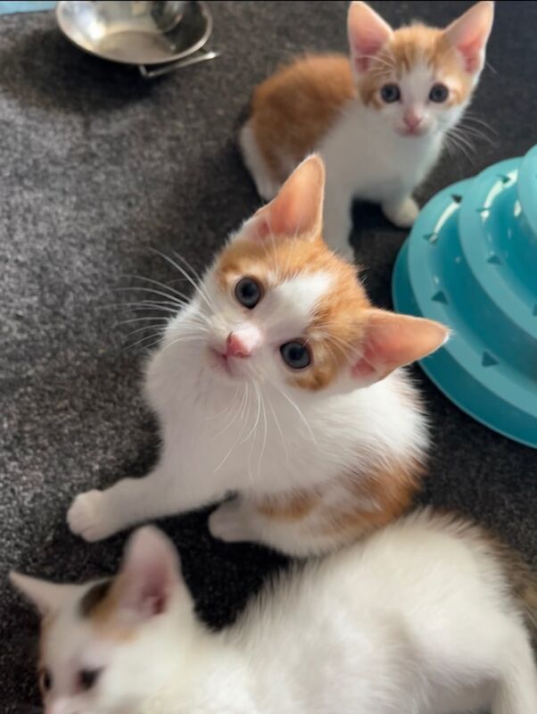 British Shorthair kittens for sale in Queen's Park, Greater London – 8 weeks old