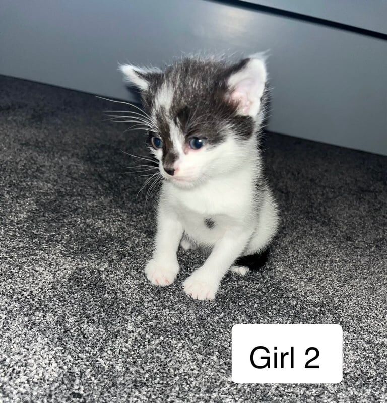 British Shorthair kittens for sale in Queen's Park, Greater London – 8 weeks old - Image 3 of 3