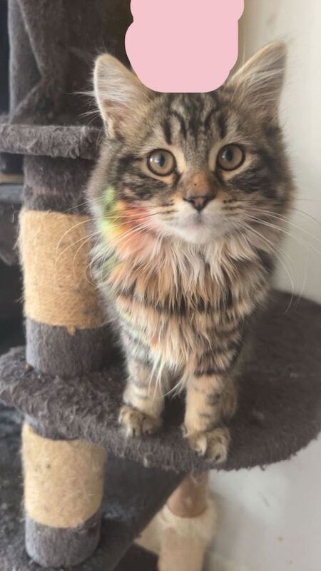 British Shorthair Kittens For Sale