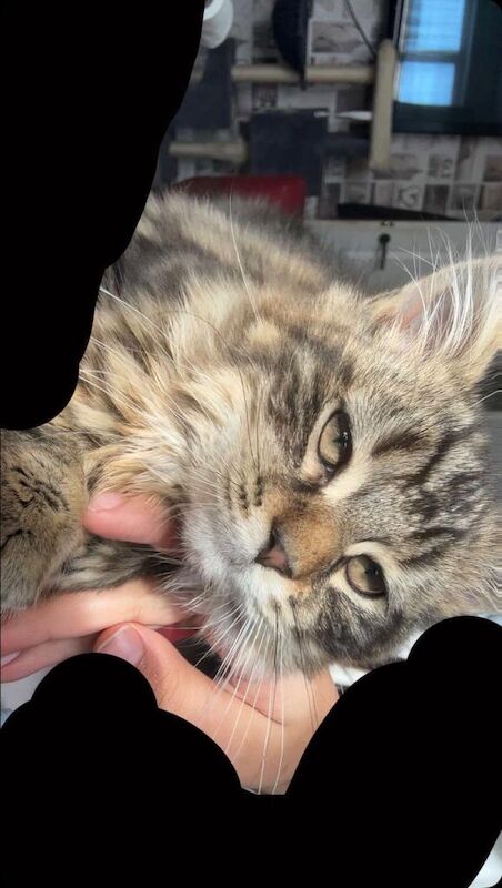 Mixed Breed British Short hair and Tabby - Image 2 of 5