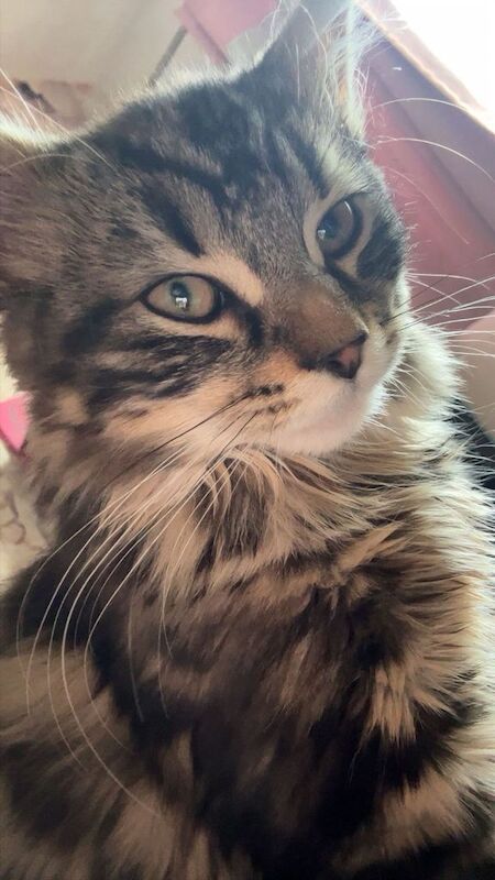 Mixed Breed British Short hair and Tabby - Image 3 of 5