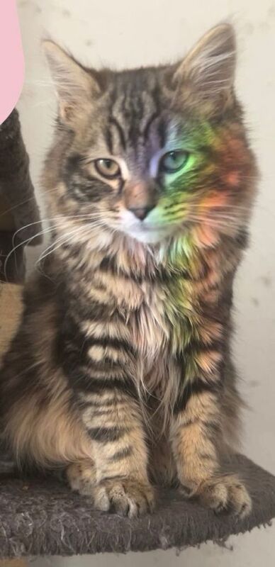 Mixed Breed British Short hair and Tabby - Image 4 of 5