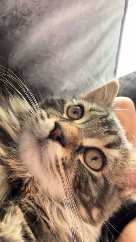 Mixed Breed British Short hair and Tabby - Image 5 of 5