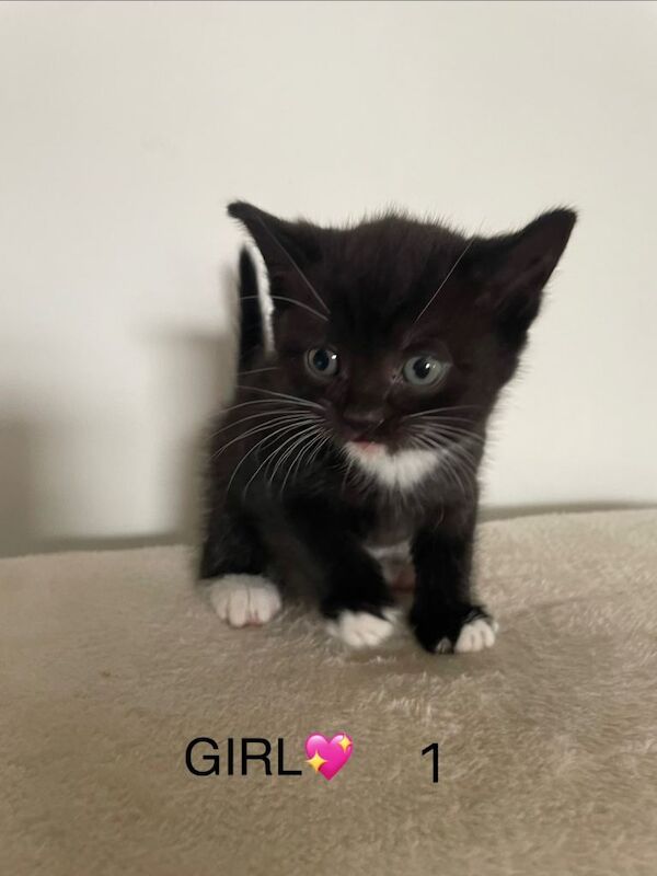 British Shorthair Kittens For Sale