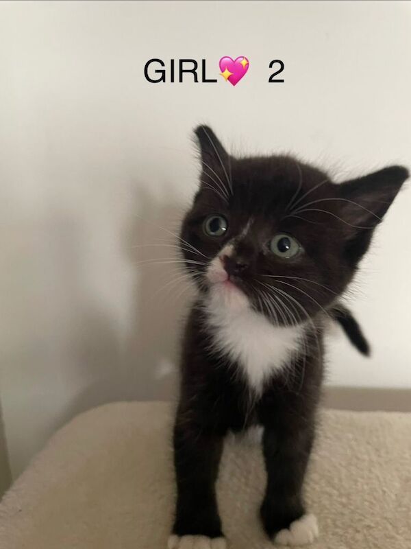 mixed breed kitten 2 boys and 2 girls - Image 2 of 6