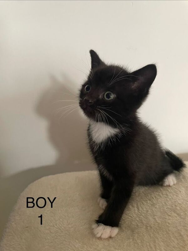 mixed breed kitten 2 boys and 2 girls - Image 3 of 6