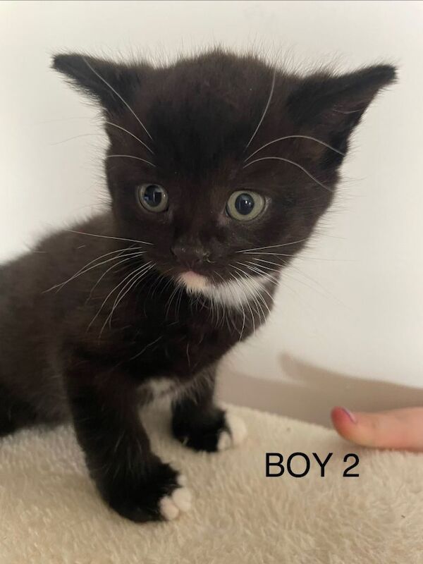 mixed breed kitten 2 boys and 2 girls - Image 4 of 6