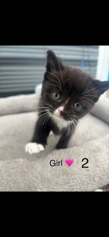 mixed breed kitten 2 boys and 2 girls - Image 5 of 6