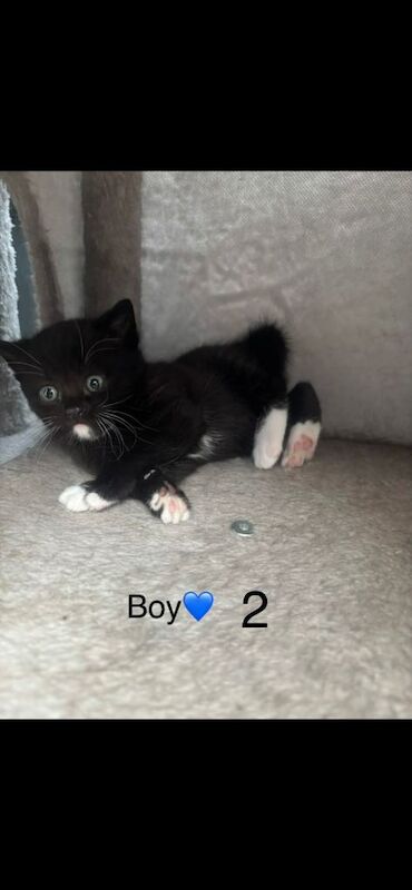 mixed breed kitten 2 boys and 2 girls - Image 6 of 6