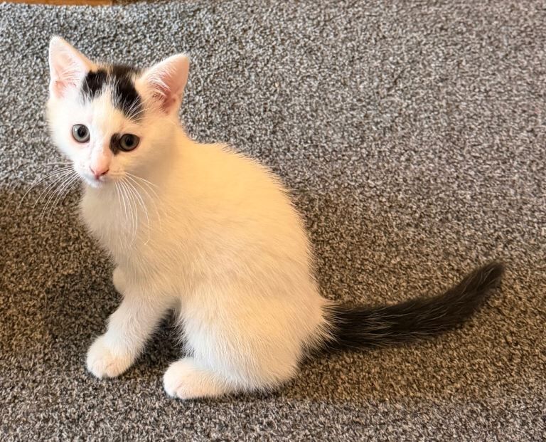 Mixed breed kittens - Image 2 of 5