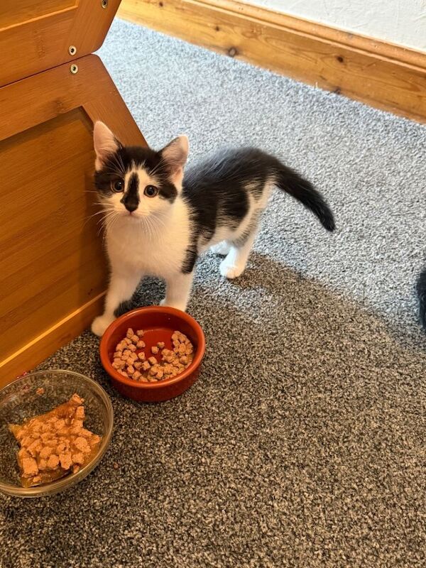 Mixed breed kittens - Image 3 of 5