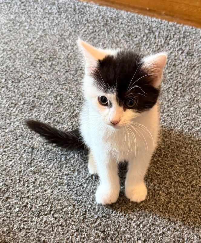 Mixed breed kittens - Image 4 of 5