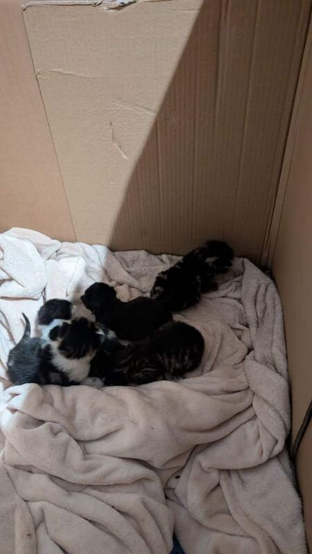 British Shorthair Kittens For Sale