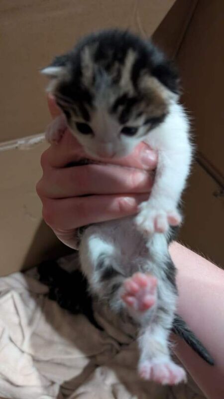 Mixed Breed Kittens for Sale - Image 2 of 6