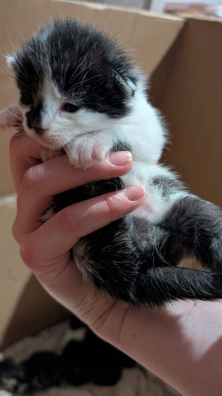 Mixed Breed Kittens for Sale - Image 3 of 6