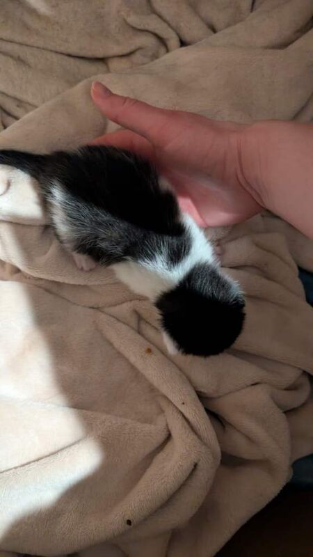 Mixed Breed Kittens for Sale - Image 4 of 6