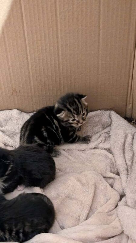 Mixed Breed Kittens for Sale - Image 5 of 6