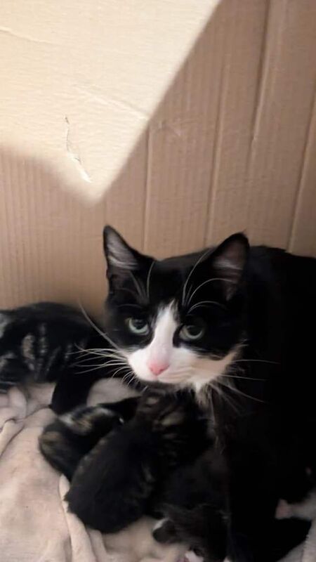 Mixed Breed Kittens for Sale - Image 6 of 6