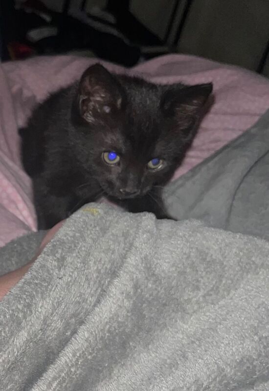 Mixed breed male kitten for sale in Essex