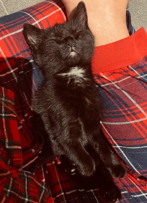 Mixed breed male kitten for sale in Essex | Image 2