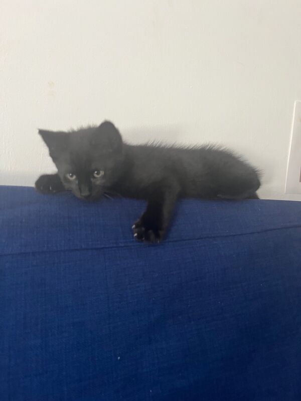 Mixed breed male kitten for sale in Essex | Image 3