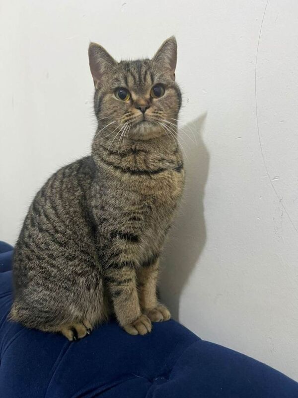 Mixed british short hair cat female - Image 2 of 3