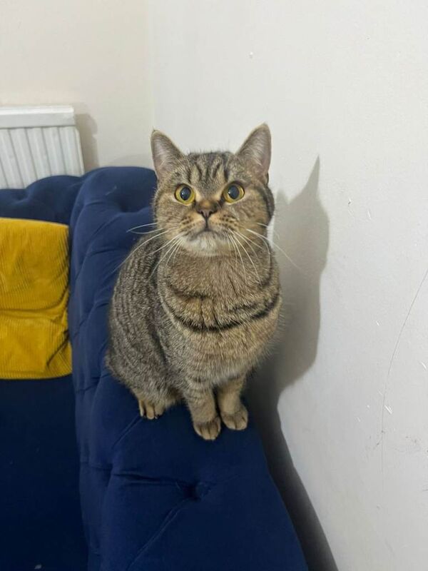Mixed british short hair cat female - Image 3 of 3