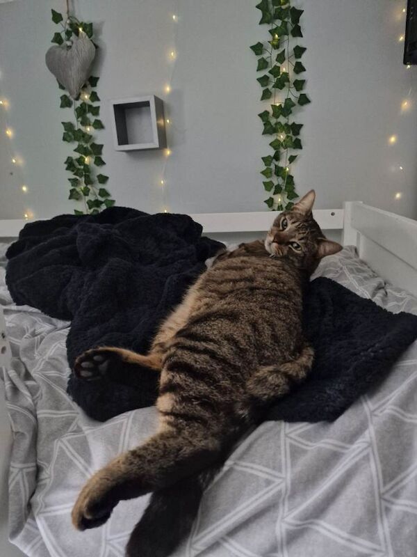 British Shorthair kittens for sale in Ipswich, Suffolk – 5 years old - Image 3 of 3