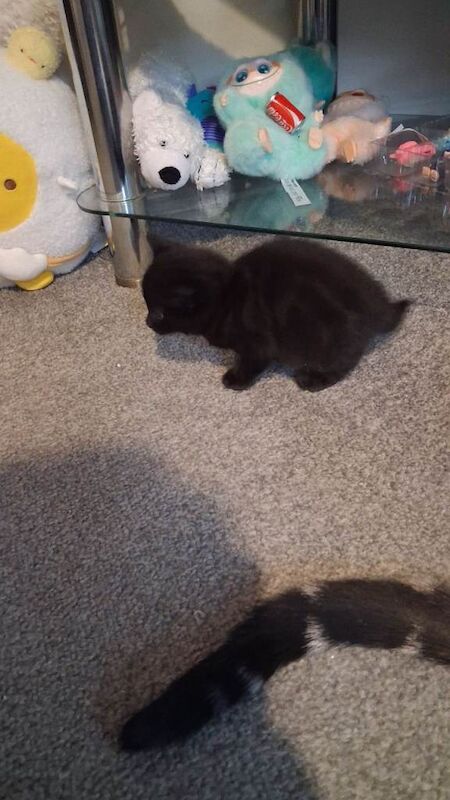 Mother cat and 3 kittens