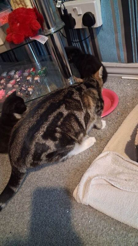 Mother cat and 3 kittens - Image 2 of 5