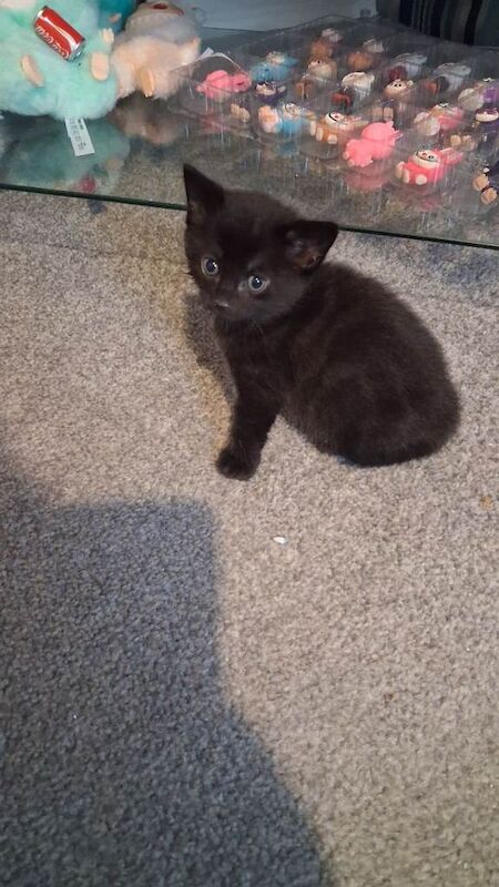 Mother cat and 3 kittens - Image 4 of 5