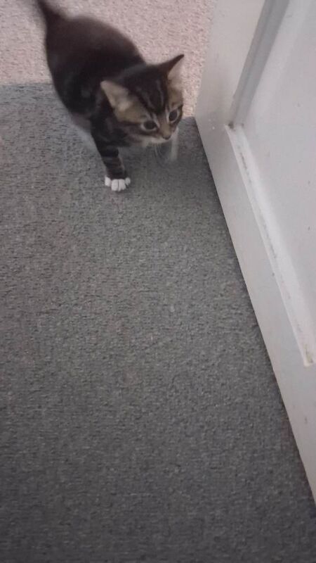 Mother cat and 3 kittens - Image 5 of 5