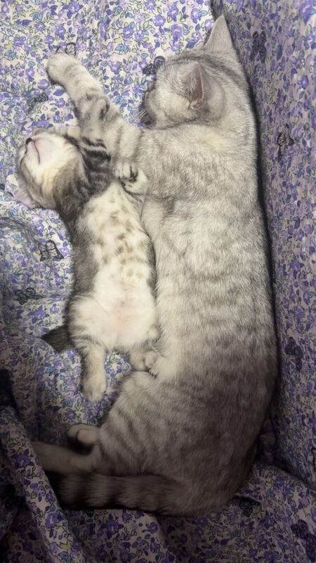 British Shorthair kittens for sale in Notting Hill, Greater London – 3 months old