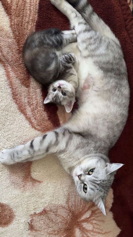 British Shorthair kittens for sale in Notting Hill, Greater London – 3 months old - Image 2 of 3