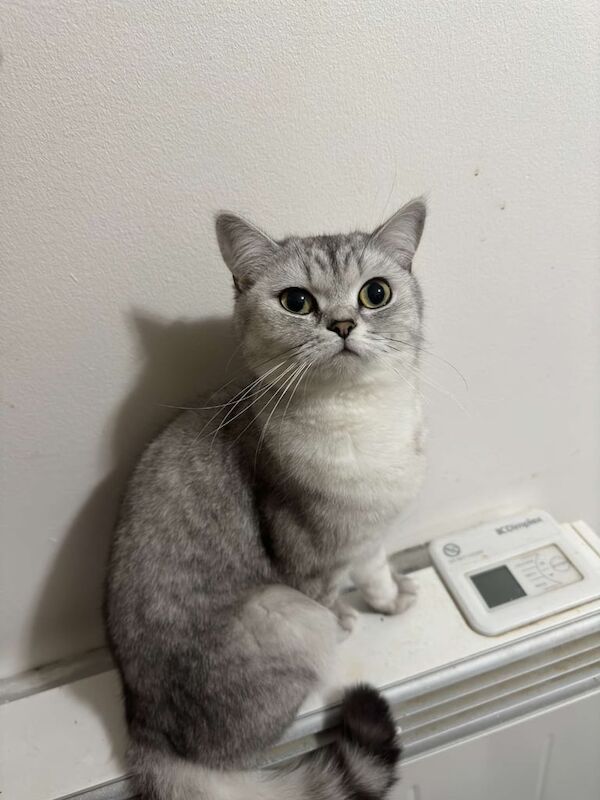 British Shorthair kittens for sale in Notting Hill, Greater London – 3 months old - Image 3 of 3