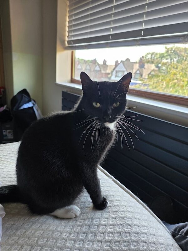British Shorthair kittens for sale in Wirral, Merseyside – 2 years old - Image 2 of 3