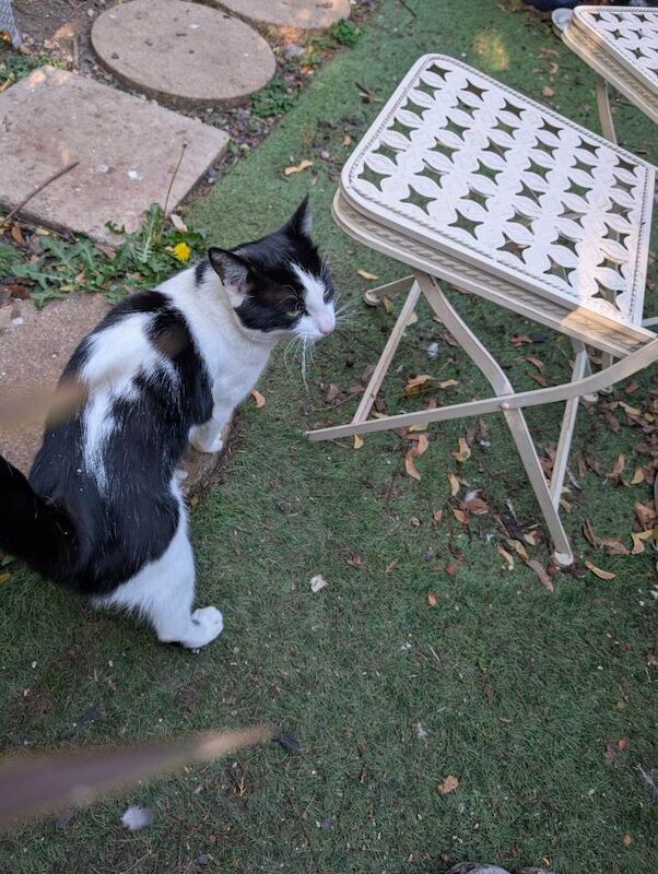 Need to re-home a stray cat