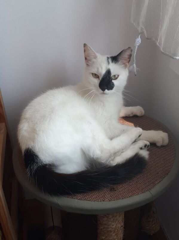Need to rehome my 2 cats