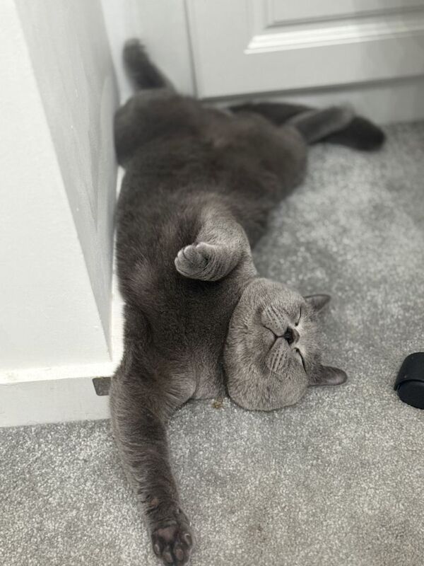 Neutered British Shorthair Boy ( 1 Year Age ) - Image 2 of 4