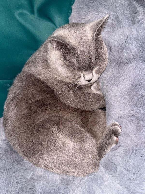 Neutered British Shorthair Boy ( 1 Year Age ) - Image 3 of 4