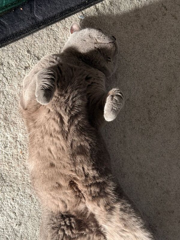 Neutered British Shorthair Boy ( 1 Year Age ) - Image 4 of 4