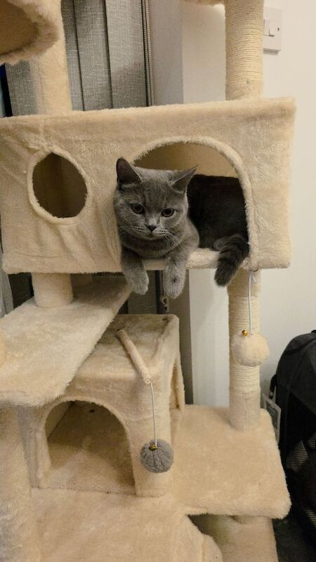 British Shorthair kittens for sale in Salford, Greater Manchester – 1 year old