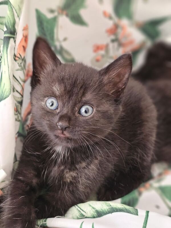 British Shorthair kittens for sale in Harrow, Greater London – 6 weeks old