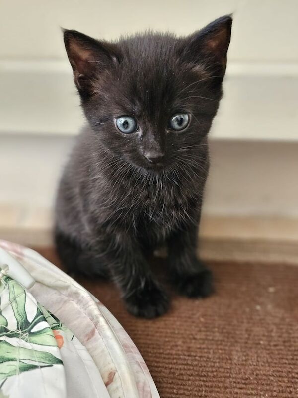 British Shorthair kittens for sale in Harrow, Greater London – 6 weeks old - Image 2 of 3