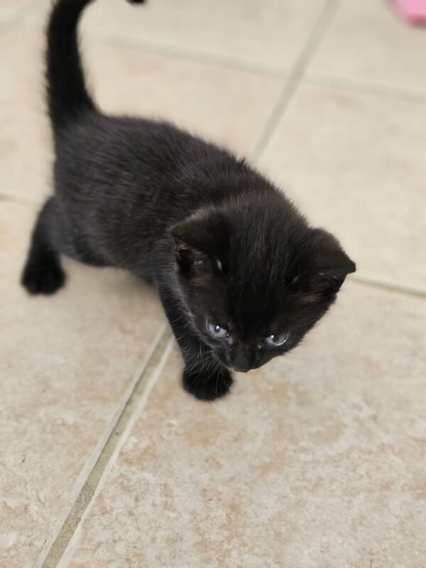British Shorthair kittens for sale in Harrow, Greater London – 6 weeks old - Image 3 of 3
