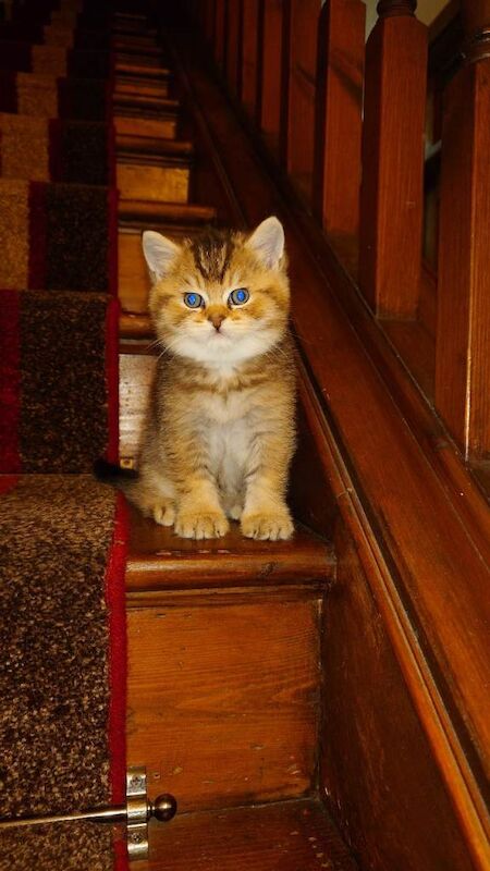 British Shorthair kittens for sale in Stratford, London – 9 weeks old