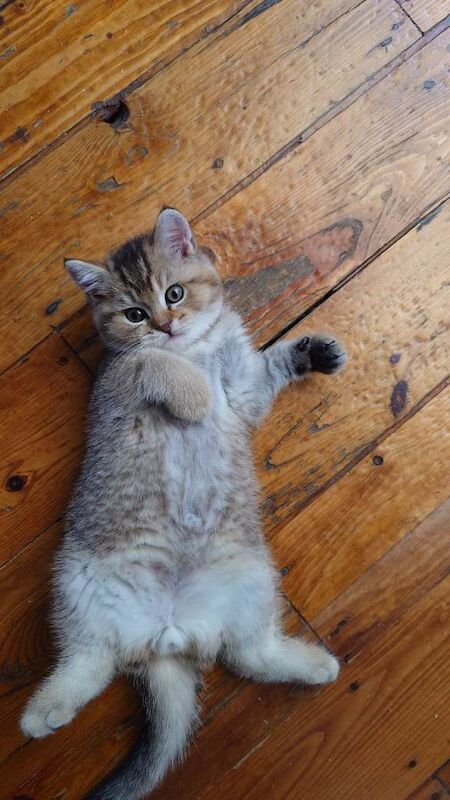 British Shorthair kittens for sale in Stratford, London – 9 weeks old - Image 2 of 3